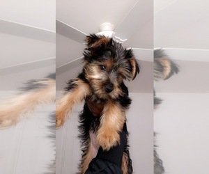 Yorkshire Terrier Puppy for sale in HEMPSTEAD, TX, USA