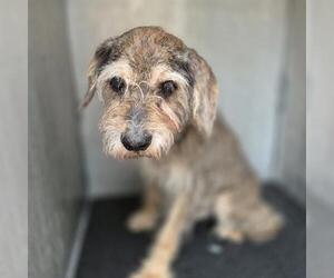 - Mix Dogs for adoption in San Antonio, TX, USA