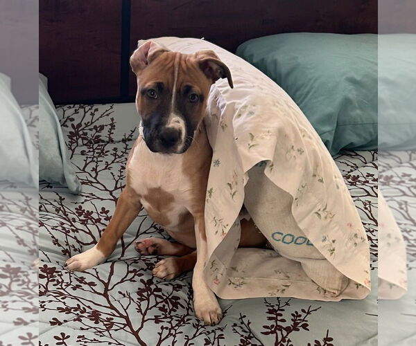 Medium Photo #7 Mutt Puppy For Sale in OKLAHOMA CITY, OK, USA