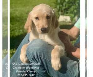Golden Retriever Puppy for sale in SUGAR LAND, TX, USA