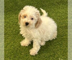 Bichpoo Puppy for sale in BERKLEY, MI, USA