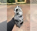 Small Photo #5 Catahoula Leopard Dog Puppy For Sale in TRYON, NC, USA