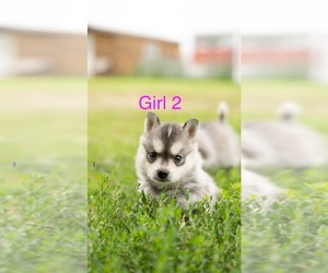 Alaskan Klee Kai Puppy for sale in STREETER, ND, USA