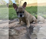 Small Photo #13 French Bulldog Puppy For Sale in AMARILLO, TX, USA