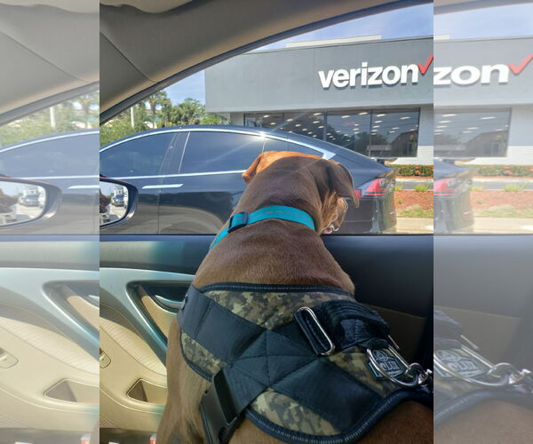 Medium Photo #12 Black Mouth Cur-Unknown Mix Puppy For Sale in Sanford, FL, USA