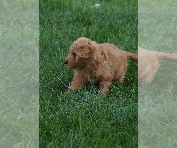 Medium Photo #5 Goldendoodle (Miniature) Puppy For Sale in MILLERSBURG, OH, USA