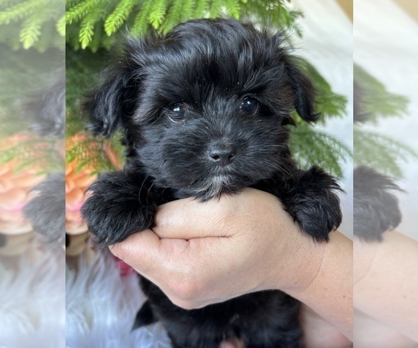 Medium Photo #6 Morkie Puppy For Sale in ROCK STREAM, NY, USA