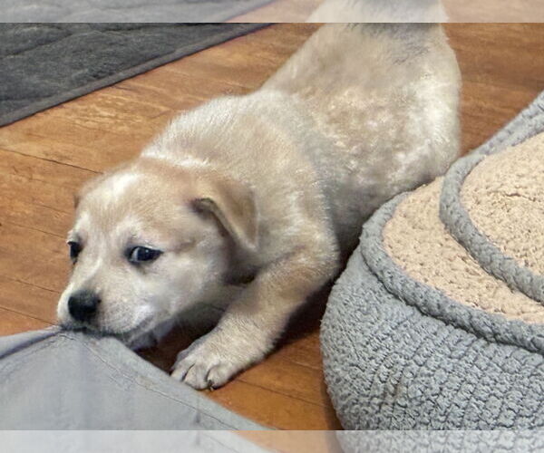 Medium Photo #2 Great Pyrenees-Unknown Mix Puppy For Sale in Minneapolis, MN, USA