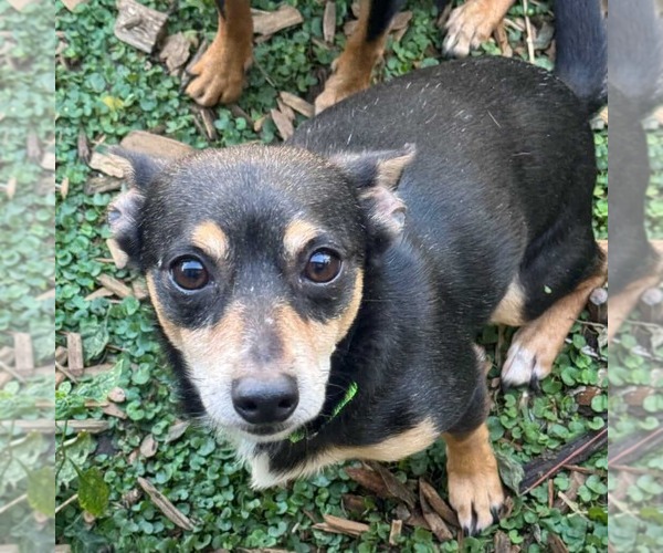 Medium Photo #2 Chiweenie Puppy For Sale in Princeton, MN, USA