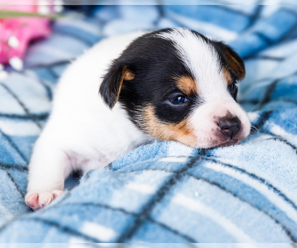Medium Photo #35 Fox Terrier (Smooth)-Fox Terrier (Toy) Mix Puppy For Sale in WAKARUSA, IN, USA