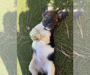Pumpkin - Female Dachshund-Unknown Mix Dog for Adoption - Photo #3