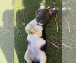 Small Photo #3 Dachshund-Unknown Mix Puppy For Sale in The Woodlands, TX, USA