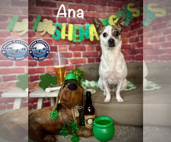 Medium Photo #2 Rat Terrier-Unknown Mix Puppy For Sale in Arcadia, FL, USA