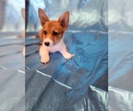Small Photo #4 Pembroke Welsh Corgi Puppy For Sale in WINDSOR, CO, USA