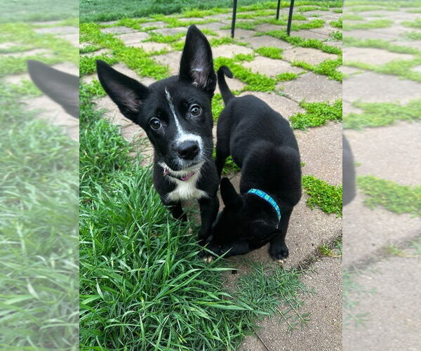 Medium Photo #2 Labrador Retriever-Unknown Mix Puppy For Sale in OKLAHOMA CITY, OK, USA