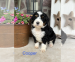 Small #1 Bernedoodle (Miniature)