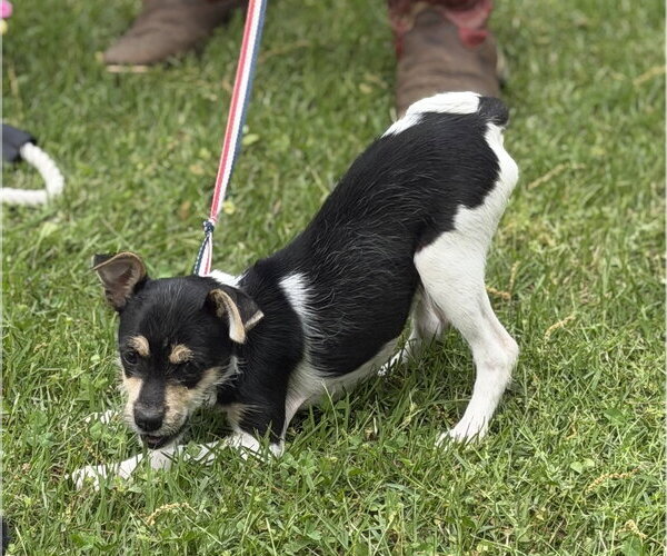 Medium Photo #2 Chihuahua-Unknown Mix Puppy For Sale in Yardley, PA, USA
