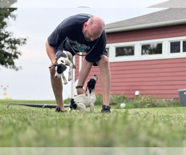 Medium Photo #11 Great Dane Puppy For Sale in Buffalo, MN, USA