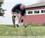 Small #10 Great Dane