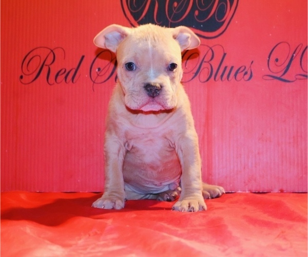 Medium Photo #11 American Bully Puppy For Sale in TRENTON, NJ, USA