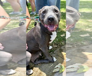 Bunny - Adopt Me! - Female American Staffordshire Terrier-Unknown Mix Dog for Adoption - Photo #32