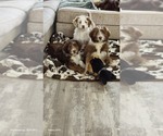 Small #12 Aussiedoodle