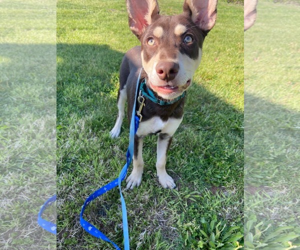 Medium Photo #8 Australian Kelpie-Siberian Husky Mix Puppy For Sale in Pottstown, PA, USA