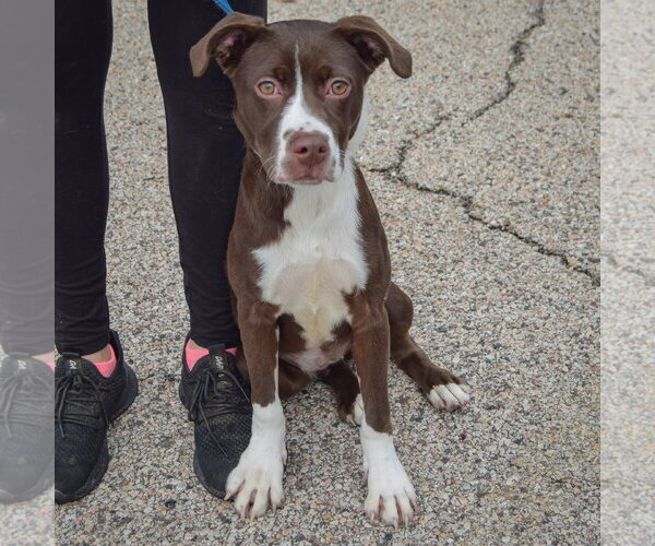 Medium Photo #3 American Staffordshire Terrier-Boxer Mix Puppy For Sale in Huntley, IL, USA
