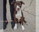Small Photo #3 American Staffordshire Terrier-Boxer Mix Puppy For Sale in Huntley, IL, USA