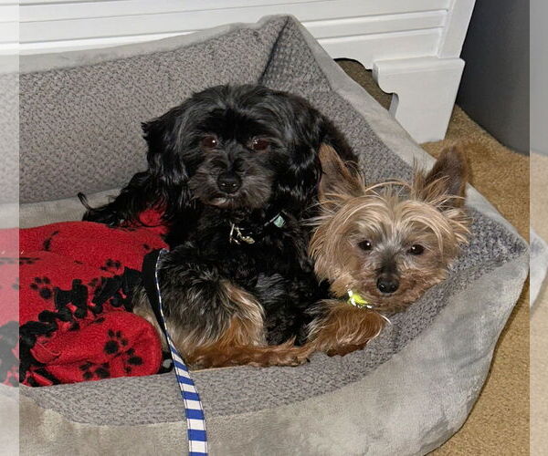 Medium Photo #8 Maltese-Poodle (Toy) Mix Puppy For Sale in Gretna, NE, USA