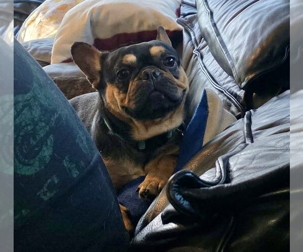 Medium Photo #4 French Bulldog Puppy For Sale in St. Louis Park, MN, USA