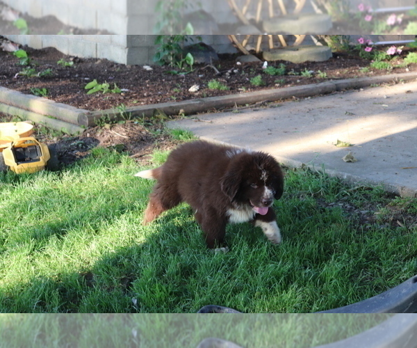 Medium Photo #3 Newfoundland Puppy For Sale in SHILOH, OH, USA