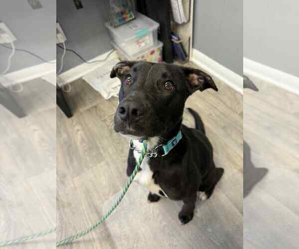 Medium Photo #4 Labrador Retriever-Retriever  Mix Puppy For Sale in Duluth, MN, USA
