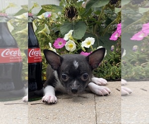 Chihuahua Puppy for sale in CANOGA, NY, USA