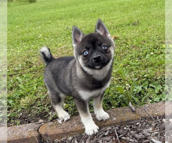 Medium Photo #2 Alaskan Klee Kai-Pomsky Mix Puppy For Sale in ATHENS, WI, USA