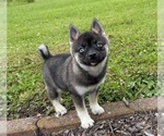 Small #1 Alaskan Klee Kai-Pomsky Mix