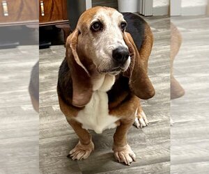 Basset Hound Dogs for adoption in Ellijay, GA, USA