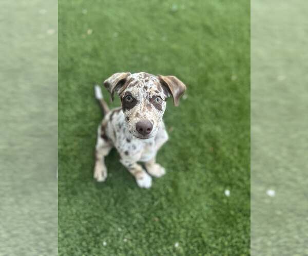 Medium Photo #2 Catahoula Leopard Dog-Unknown Mix Puppy For Sale in MIDWAY, UT, USA