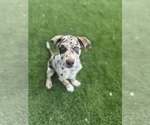 Small #1 Catahoula Leopard Dog Mix