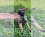 Small Photo #3 Belgian Malinois Puppy For Sale in PALMHURST, TX, USA