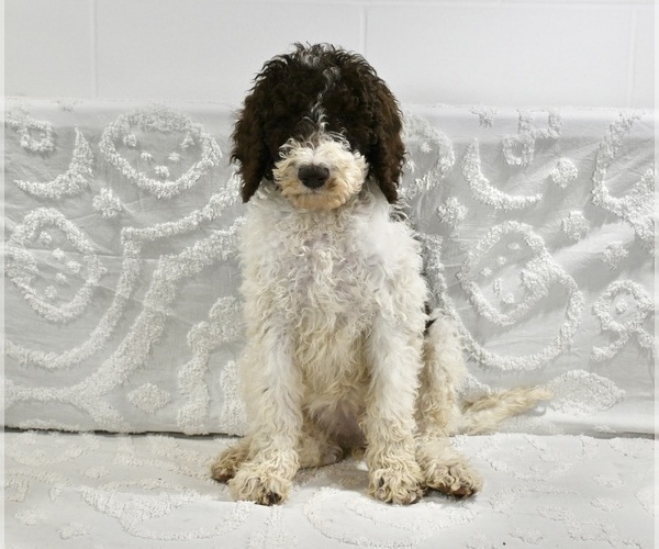 Medium Photo #1 Poodle (Standard) Puppy For Sale in SUGARCREEK, OH, USA