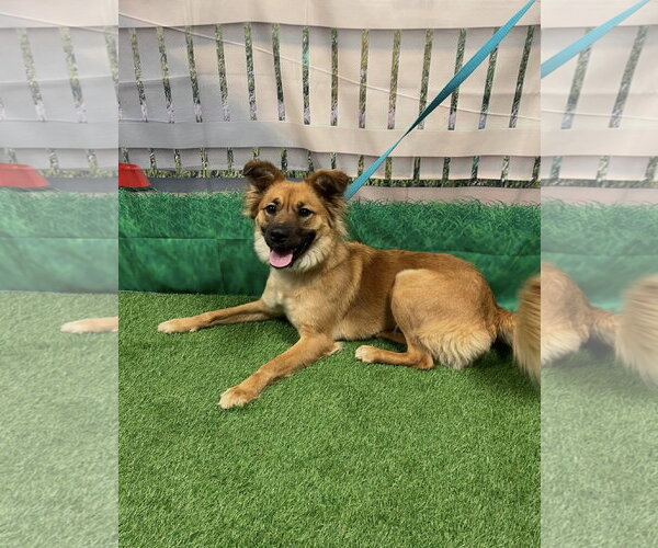 Medium Photo #3 Collie-Unknown Mix Puppy For Sale in Euless, TX, USA