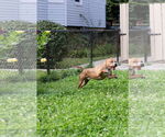 Small #8 American Pit Bull Terrier Mix