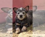Small Australian Cattle Dog