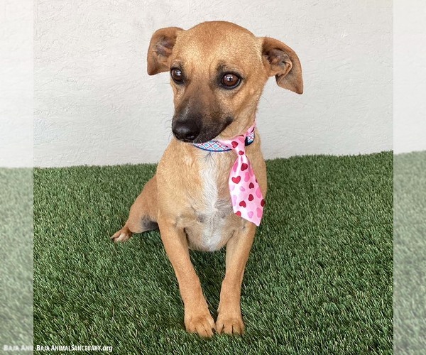 Medium Photo #3 Chiweenie Puppy For Sale in San Diego, CA, USA