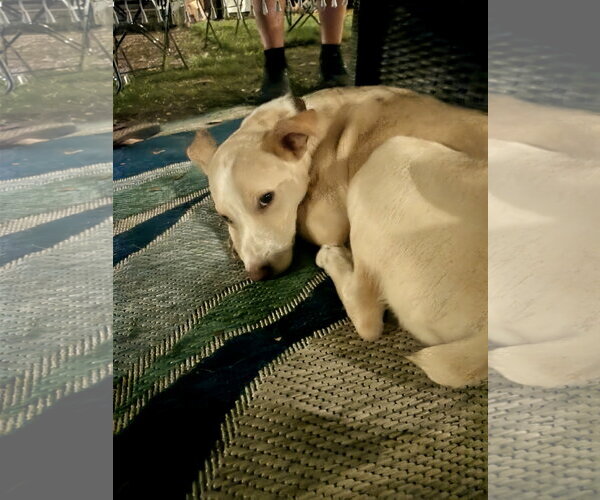 Medium Photo #5 Boxer-Shiba Inu Mix Puppy For Sale in Virginia Beach, VA, USA