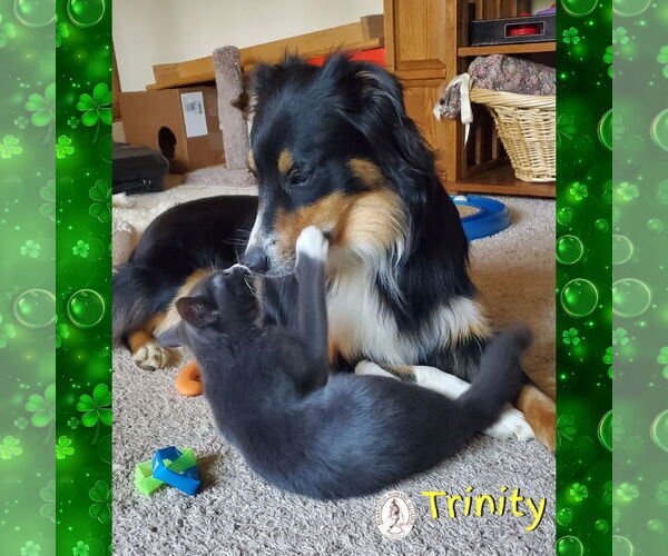 Medium Photo #2 Australian Shepherd Puppy For Sale in Red Lodge, MT, USA