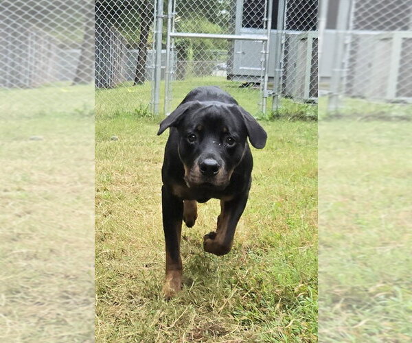 Medium Photo #3 Rottweiler Puppy For Sale in Glen Allen, VA, USA