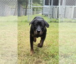 Small Photo #3 Rottweiler Puppy For Sale in Glen Allen, VA, USA