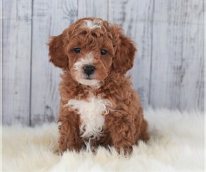 Poodle (Miniature) Puppy for sale in APPLE CREEK, OH, USA